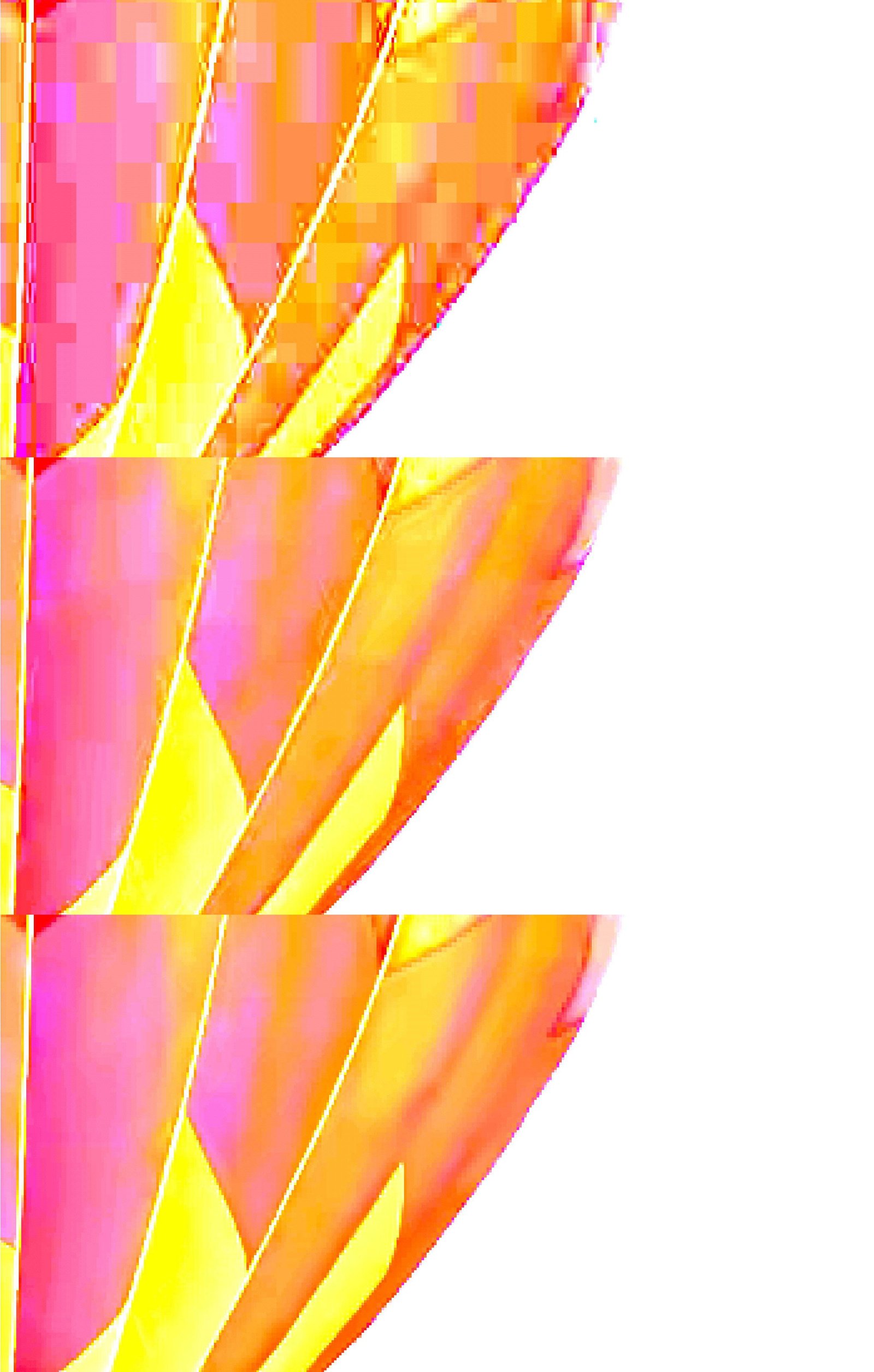 new photo format rising